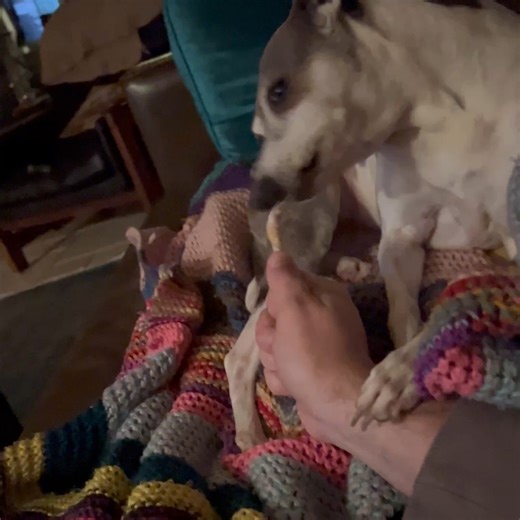 Sophia the Italian Greyhound on Instagram: "Hooman is finally good for something. Just hold still!"