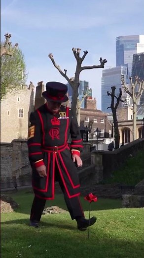 Sea of poppies return to the Tower of London