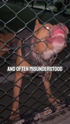 Pitbull Terrier Explained: Strong but Misunderstood Dog Breed