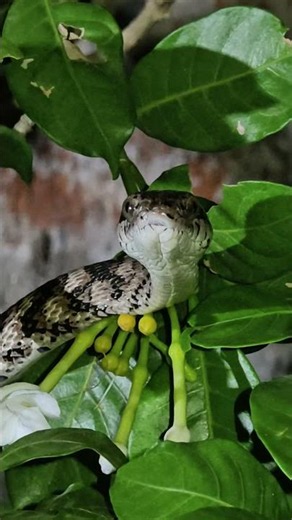 Cat-eyed Snake #wildvenkat #snake #wildliferescue #snakeawareness #vlog #facts
