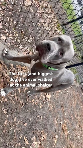 Gorgeous Grey Cane Corso — the first dog I ever walked volunteering at a local shelter