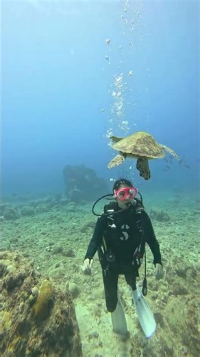 Scuba Diving in the Philippines 🤿