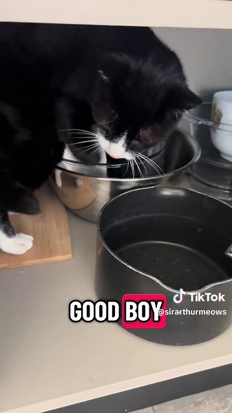 sirarthurmeows on TikTok