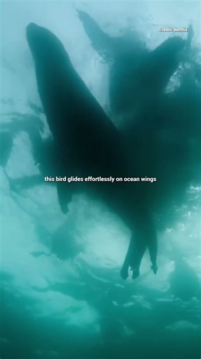 The Albatross — Master of the Ocean Skies 🌊🕊️ #wildlife #natureshorts