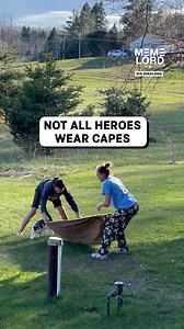 26K views · 206 reactions | Legendary Save! | Meme Lord | Facebook