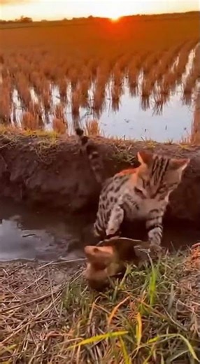 Field Encounter! A Cat Faces a Turtle in a Sudden Standoff | Stunning Moment. #animalmoments