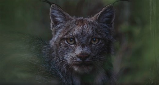 These stunning photos are Canadian Geographic winners for 2022 - The Weather Network