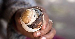 Les aliments les plus étranges, voire dangereux, à travers le monde