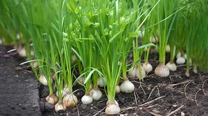 Into The Bloom: How To Grow Spring Onions At Home  | Herzindagi