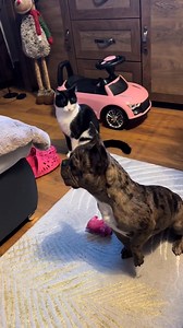 The cat and dog are confused about what to do with the crying child 😂 #cat #catloversclub #doglover #babylove | Cat Lover