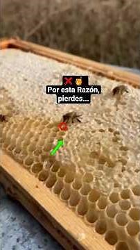 This is the time to harvest the honey from the bees, #bees #honey