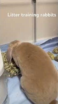 Litter training your rabbit! Bunny litter box tips!