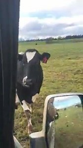 48K views · 2K reactions | On every NZ Farm there's always at least one animal that's got the x factor. To keep her breath minty fresh, flossie swears by using oddfellows. Credit: Sean Dowdle | NZ Farming | Facebook