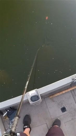 Watch This Muskie EXPLODE at My Feet… Unreal Strike #muskyfishing #fishinglife #outdoors