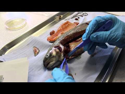 SFCCTV Fish Autopsy Complete Sampling Procedure