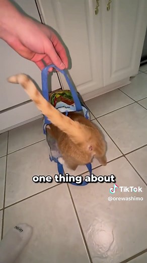 Create a Custom Bag for Your Cat with Canva Print