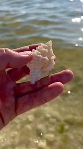 Nice size Lace Murex, but it’s hard not to focus on the surrounding shells as well! * * #lace #murex #shells #white #texture #textures #beachcomber #beachtreasure #loveflorida #shellhunter #shellcollecting #coastal #seastheday #vitaminsea #season #lastdayofsummer Video taken by Team Member Captain Colt | Reel Kind Fishing and Tours