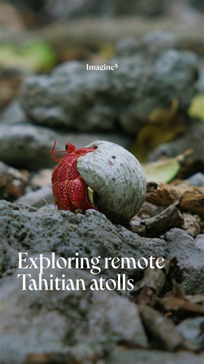 Imagine5 | Stories for a greener life on Instagram: "This is guide Thierry Sommer’s happy place: wrangling huge blue coconut crabs that can snap your finger off (he still has all 10) and standing in the shelter of the grandpa cabbage tree. Thanks to @tetiaroasociety’s tireless efforts to eradicate invasive species, the native hermit crabs and cabbage trees are thriving, returning to what the Tahitian primary forest used to look like. Come take a walk with Thierry as he shows us Motu Reiono, a ti