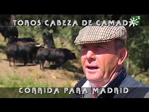 Toros de El Torero: cabeza de camada para Madrid | Toros desde Andalucía