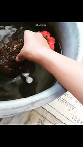 ☀Ramasetu - floating stones ~Stones float reverse to science 🔅Ramayana is not myth 🔅 . . ❤It was built by Bhagwan Sri Rama with the help Vanara army. . . 🔱Rama Setu took 5 days to build by 10 Million Vanaras under the supervision of Architects Neel and Nala. Age and Structure of Rama Setu is 1.7 Million Years Old. . . 🌏 RAMA Setu is made of a chain of limestone shoals. It is 30 Km Long and 3 Km Wide. It Starts from Dhanushkodi tip of India’s Pamban Island and ends at Sri Lanka’s Mannar Islan