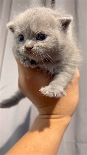 Meowing British Shorthair Kitten ❤️😽 #britishshorthair #kitten #cutecat #cat #cute #meowing
