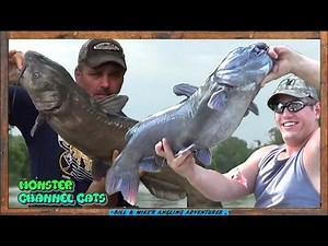 CHICKEN LIVERS & BOBBERS = BIG CATFISH