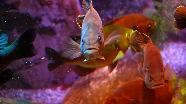 Here's a sneak peek inside the new San Antonio aquarium opening May 25