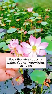 5.7K views · 51 reactions | Growing lotus seeds #gardening #garden #gardeningtips #gardenlife #gardeninspiration #gardenideas #gardenlove #gardendesign #gardenersofinstagram #gardenersworld #garden_styles #gardenphotography #gardenlovers #gardenerslife #gardenarart #gardenbeauty #gardensofinstagram #gardenplants #gardenviews #gardenersparadise #gardenista #gardeningcommunity #gardenloversclub #gardenaddict #gardeners #gardenerslife | Garden Tips | Facebook