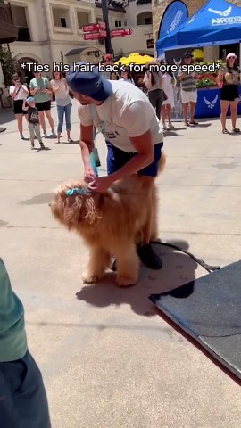 Highest jumping dog in the world? #goldendoodle #k9training #dogdad