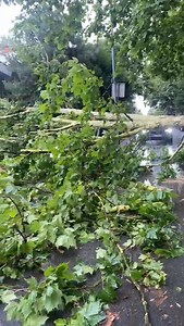 Mirijevo danas: Vetar oborio drvo, a ono palo na automobil! #oluja #mirijevo #beograd #nevreme #kisa #vetar | Blic