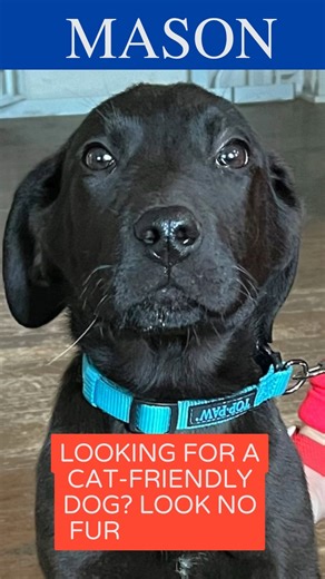 So many cat-friendly dogs available to adopt! | Peak Lab Rescue