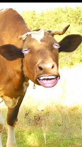 89K views · 450 reactions | No Eye Cow 怜 | Cow House | Facebook
