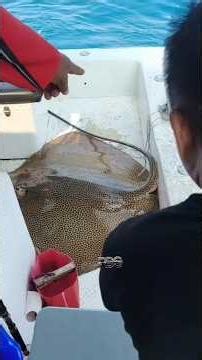 Epic Battle with a Monster Stingray in the Open Sea