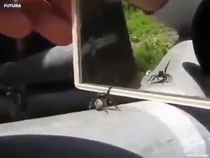 293K views · 3.3K reactions | This spider saw itself in the mirror and decided to take advantage of it 藍  | Mandatory | Facebook