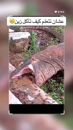 عالم الافتراس على TikTok