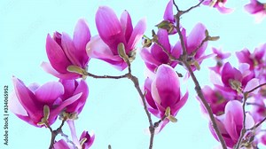 purple magnolia flowers in front of blue background. Spring pink magnolia flowers. pink Magnolia in the wind