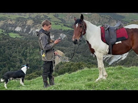 Wild hog hunting kiwi style New Zealand￼.￼