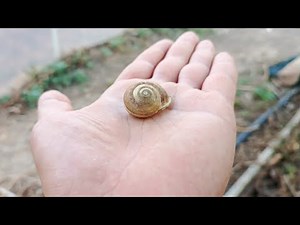 Slugs and snails in 5 minutes! A brutal metaldehyde experiment – ​​does it work?