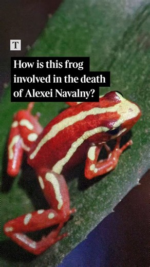 The Times and The Sunday Times on Instagram: "Deep in the rainforests of Ecuador lives one of nature’s deadliest creations: a frog about a fingernail in length which carries on its smooth skin a neurotoxin 200 times more powerful than morphine.⁠ ⁠ Epipedobates anthonyi typically measures 22mm long. For any unwitting predator who mistakes it for a snack, Anthony’s poison arrow frog packs a deadly punch.⁠ ⁠ A single poison dart frog’s skin carries sufficient epibatidine — a neurotoxin — to kill a 