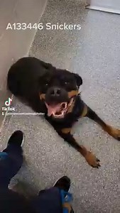 7.1K views · 147 reactions | Snickers is such a sweetheart! Once she is comfortable, she gives the best smiles! She would benefit from some training! Per her owners, she would do best as the only dog in the home. At the shelter, she seems to be more reactive to female dogs. She will need someone who will take their time with her. | Rowan County Animal Shelter | Facebook