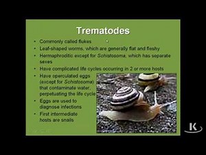 Trematodes