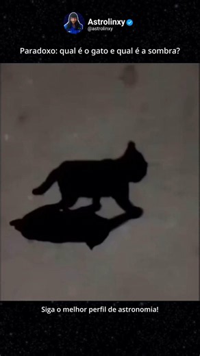 Paradoxo: qual é o gato e qual é a sombra? #gato #fisica #ilusãodeotica #ciencia #ciencias