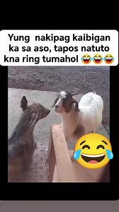 barking goat 😂 #credittotherightfulownerofthisvideo #viralpost2025 #reelsviralシ | Yu Gin