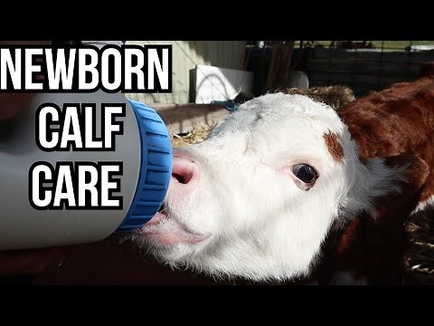 Newborn Calf Care/ Are You Ready?