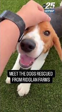 From cages to couches: Beagles rescued from research breeding facility begin new chapter