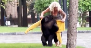 Video shows runaway chimpanzee return to Kharkiv zoo on bicycle