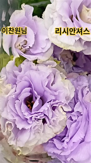 #이찬원 고급스러워요 #리시안셔스 생화 꽃다발 #왜관남부농협하나로마트 #shots #flowers #가드닝 #편스토랑