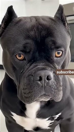 dog vs dog and dog chek rection #shortsfeed #shortsvideo #shortsviral #shortvideo #shortvideos