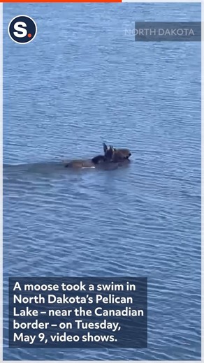 6.3K views · 123 reactions | This moose is on the move! Credit: Sheriff Ethan J. Rode via Storyful | storyful | Facebook