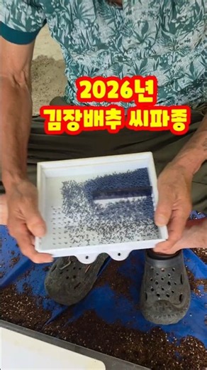 김장배추 씨파종 김장배추씨 파종시기 괴산절임배추 세작골농원 청정괴산 #shorts